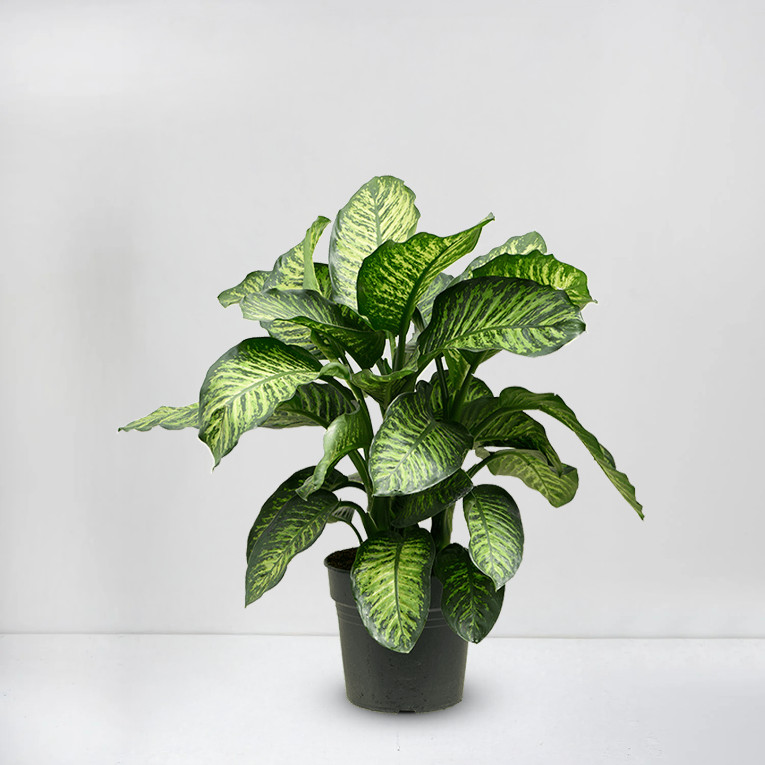 dieffenbachia seguine (tropic)