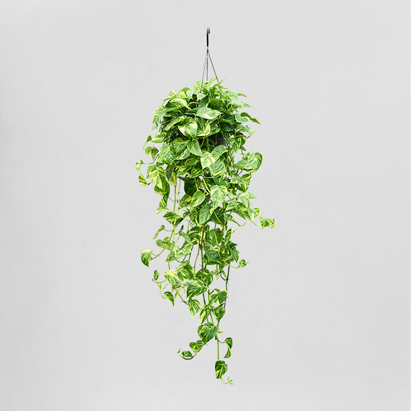 pothos, epipremnum aureum – hanging