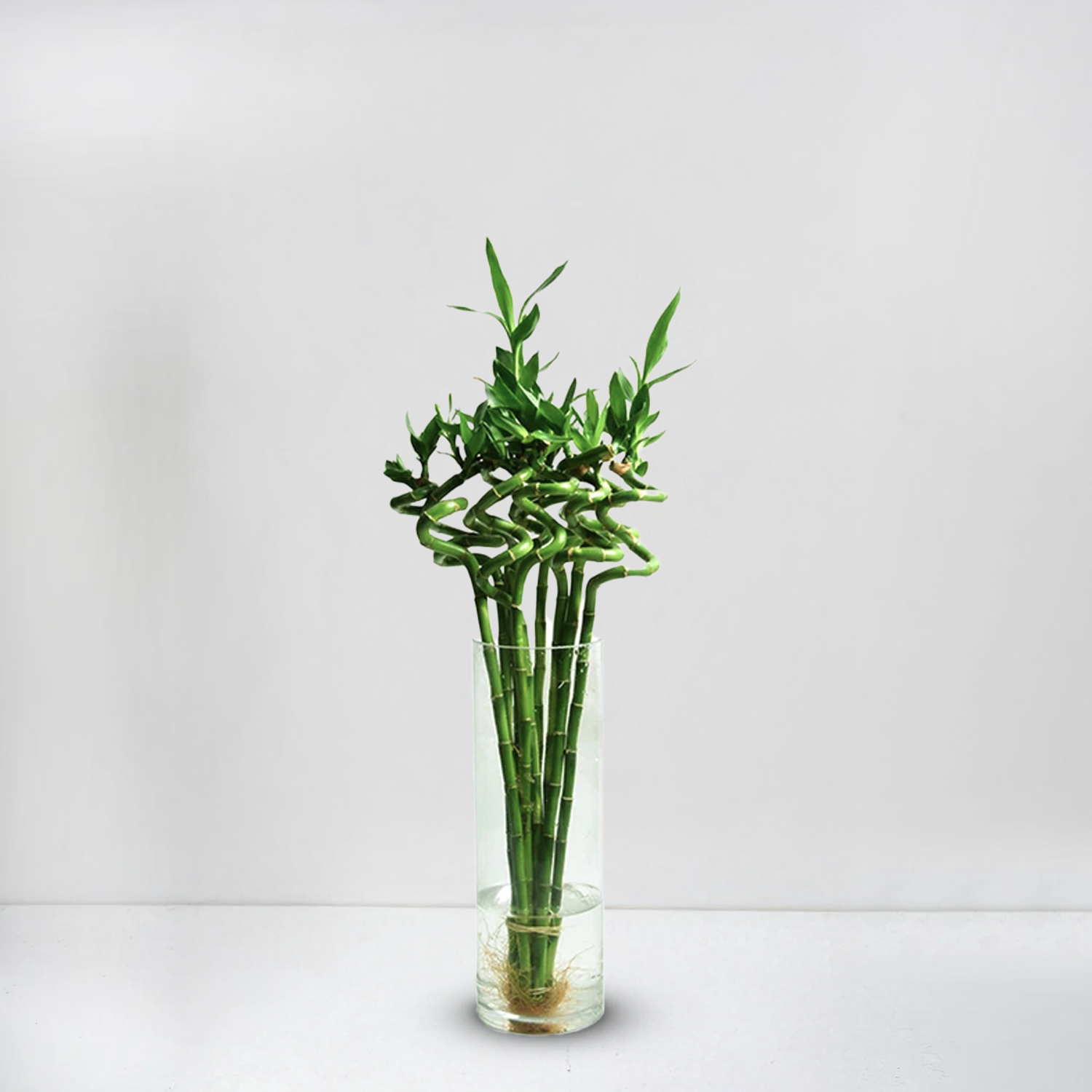 Lucky Bamboo