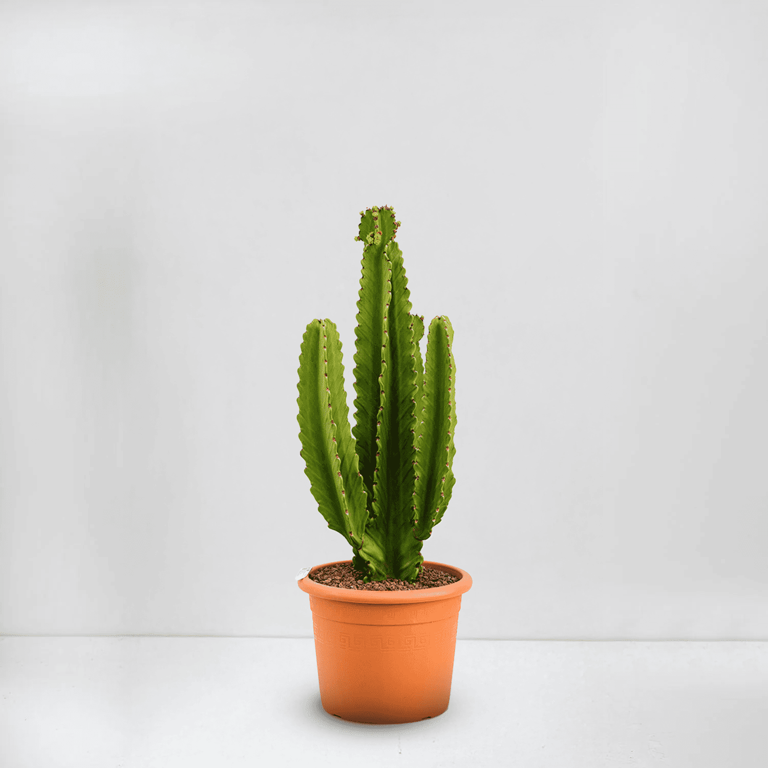 Cowboy Cactus