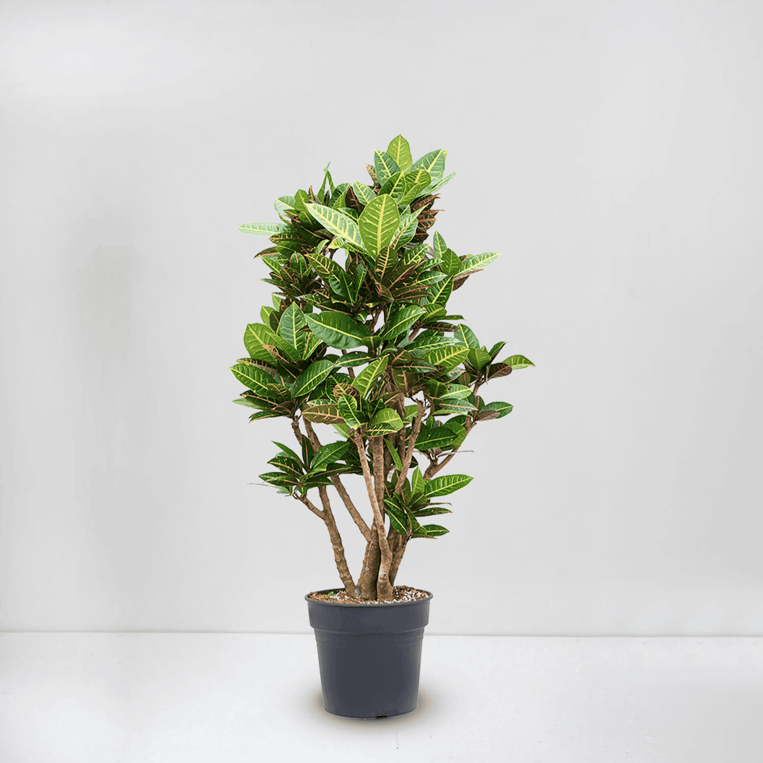 Croton Petra