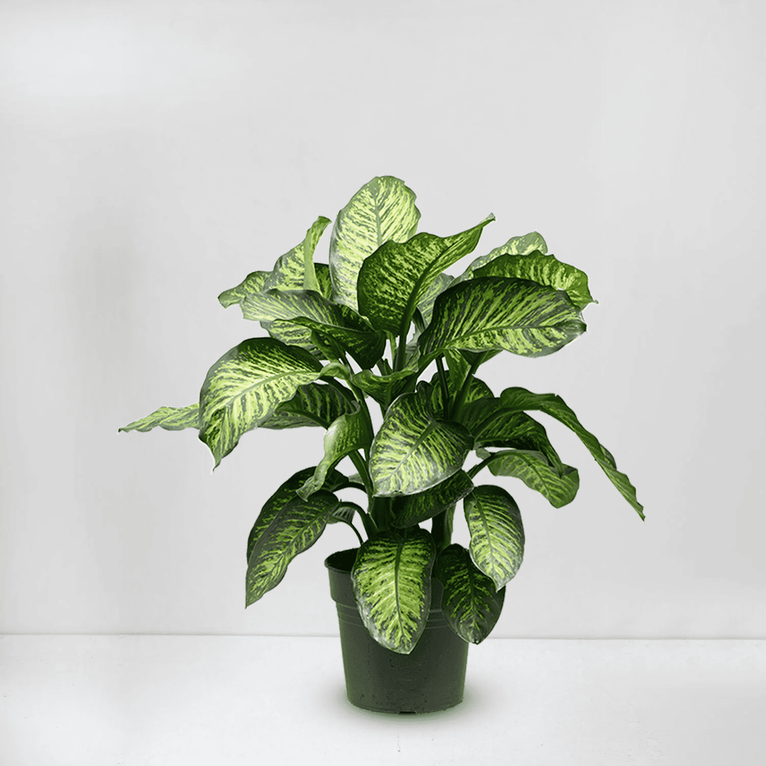 dieffenbachia (tropic)