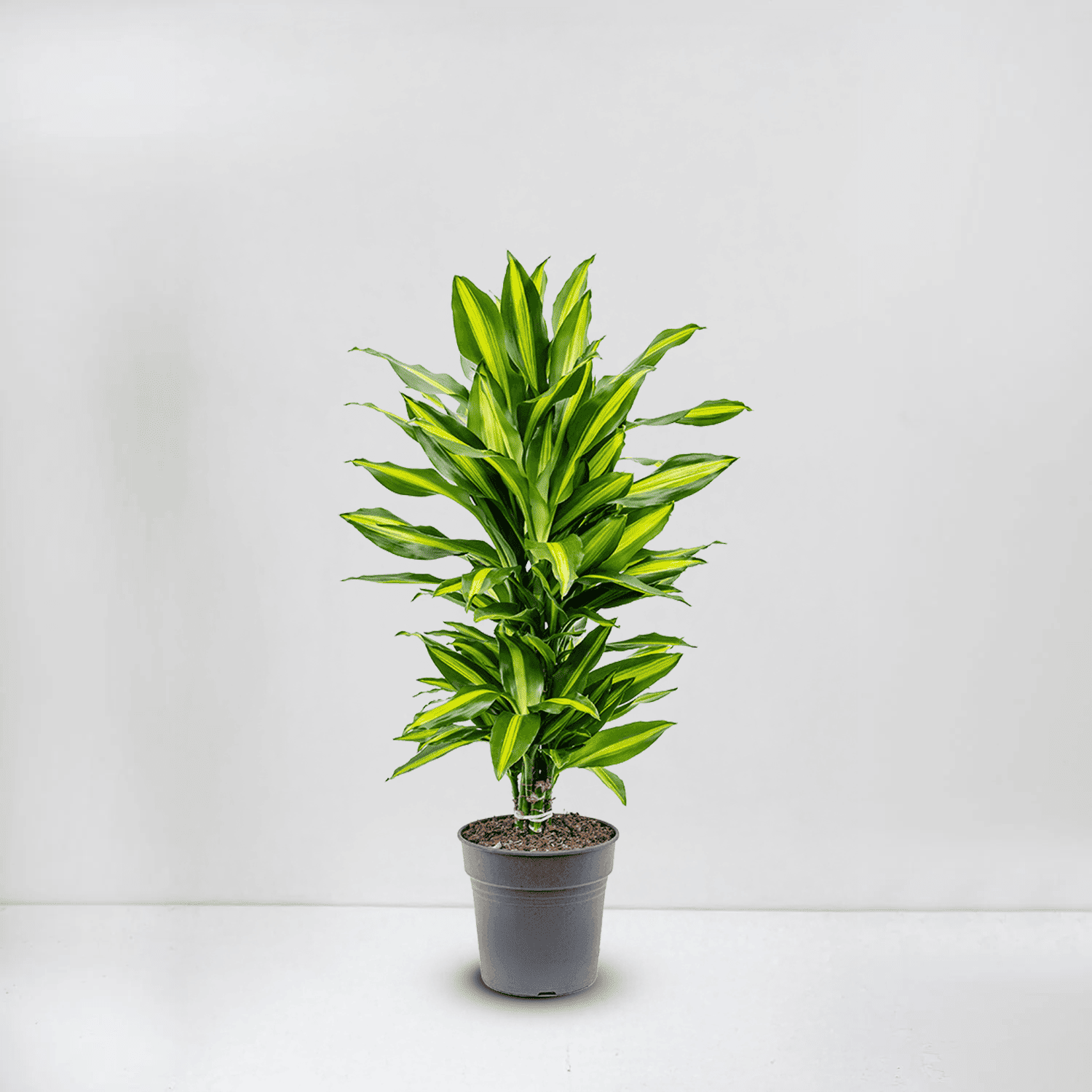 dracaena White