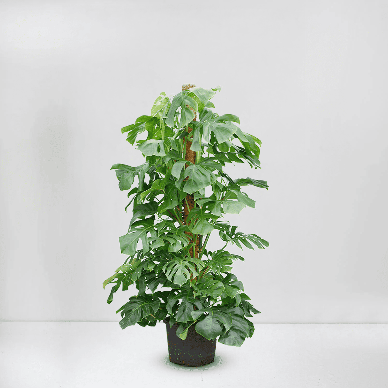 monstera deliciosa