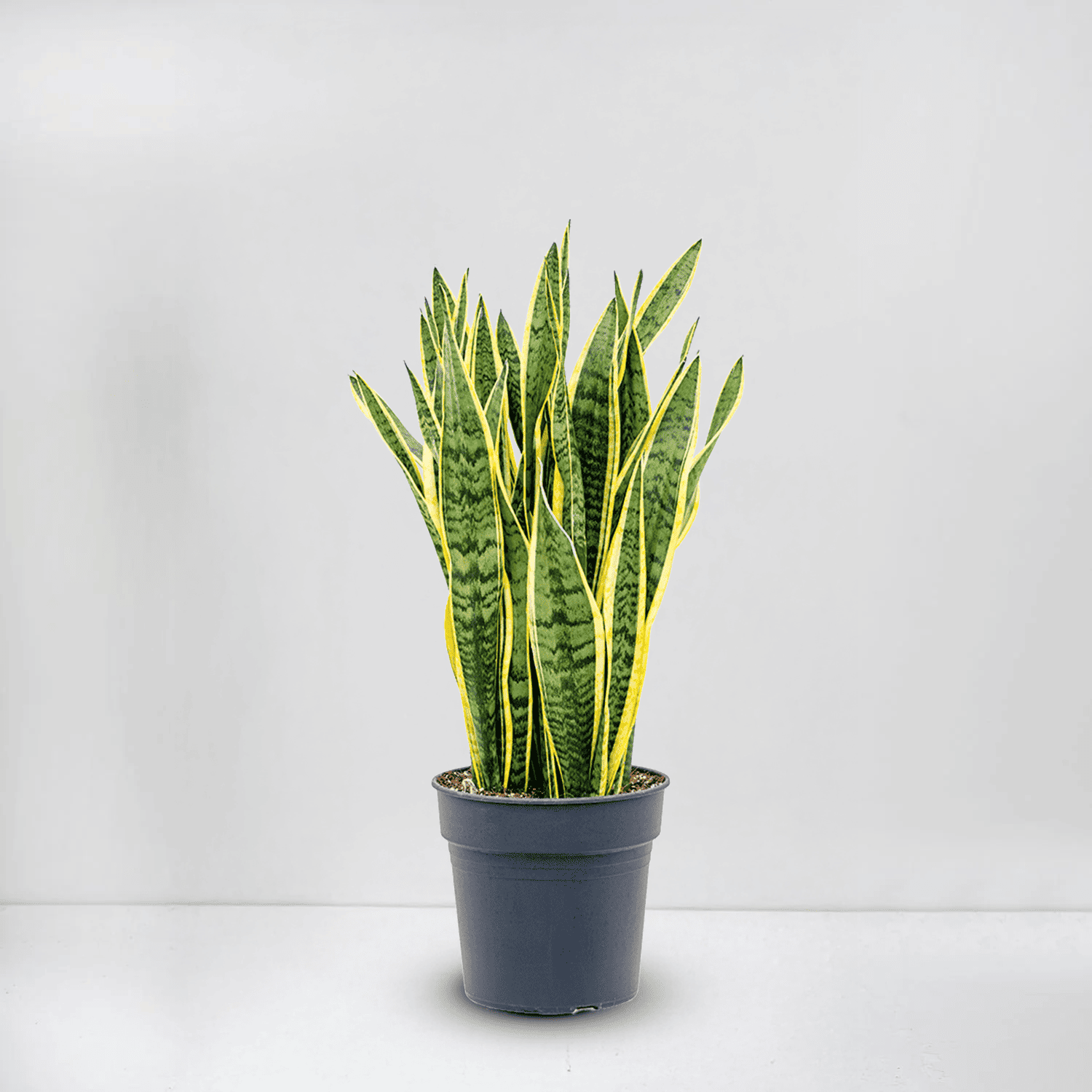 Snake Plant
