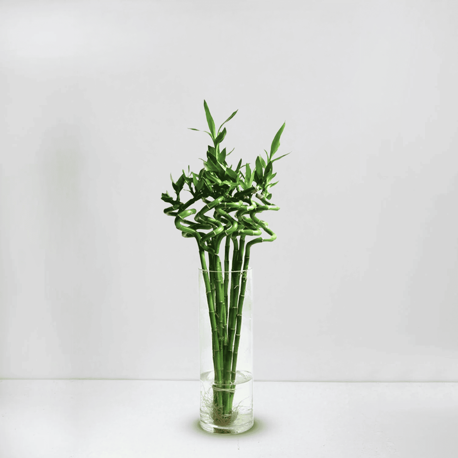 Lucky  Bamboo